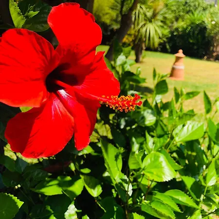 Casita Limon Holiday home *